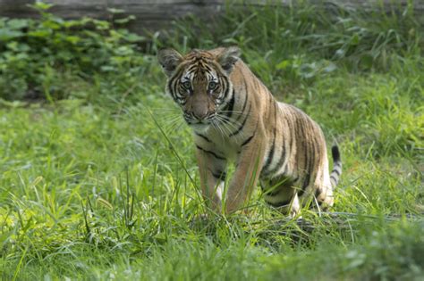 Malayan Tiger Cubs Debut at Bronx Zoo - ZooBorns