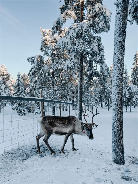 The Ultimate Guide to Winter in Finland - Finland by a local