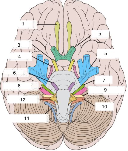 Cranial Nerve Quiz Diagram | Quizlet