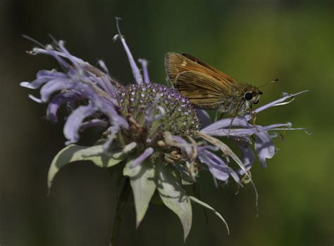 Skipper Butterfly | Shutterbug