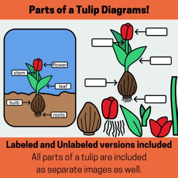 Tulip Life Cycle Diagrams (Plant Flower Stages of Life and Parts) - Clipart