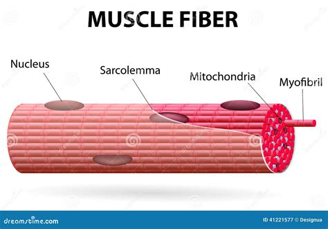 The Skeletal Muscle Fiber Stock Vector - Image: 41221577