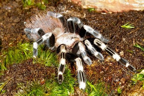 Pin on Tarantulas