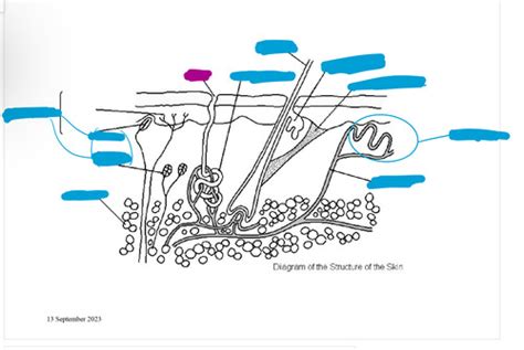 Homeostasis diagrams Flashcards | Quizlet