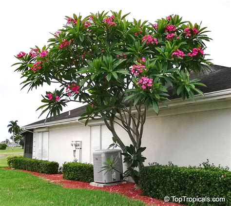 Plumeria rubra Pink, Frangipani, Temple tree, Calachuchi