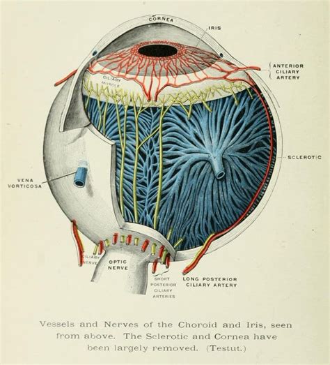 Non-pathological eyeball anatomy. Eye, Ear, Nose,... - Biomedical Ephemera, or: A Frog for Your ...