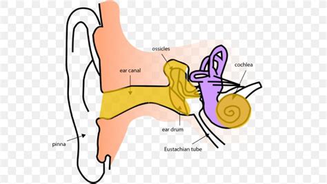 Ear Anatomy Inner Ear Eardrum, PNG, 555x463px, Watercolor, Cartoon ...