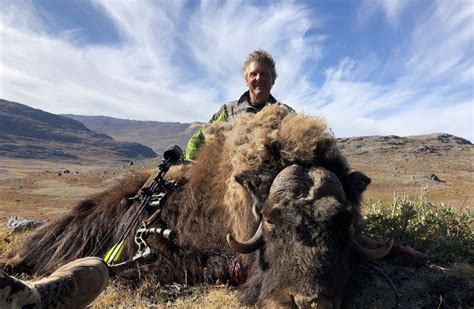 Musk ox bow hunting in Greenland has 100% success rate