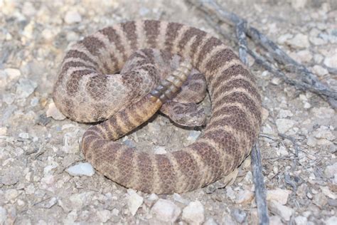 Rattlesnake venom is lethal, but understanding it could save lives