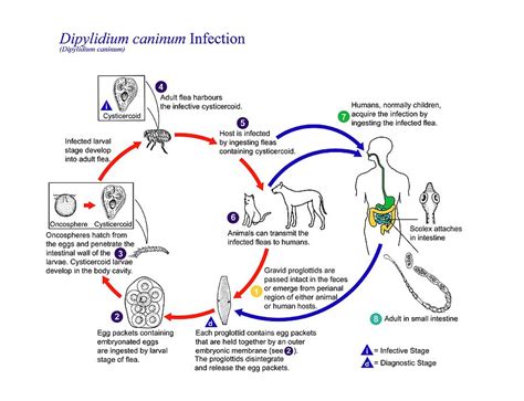 Cucumber Tapeworm Life Cycle Photograph by Science Photo Library - Pixels