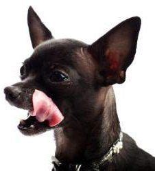 Chihuahua Dental Care | Keeping a Chi's Teeth Strong and Healthy