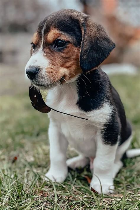 Beagle Puppies (25 Beautiful Beagles) - Talk to Dogs