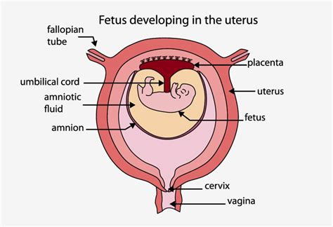 Amniotic Fluid Levels Chart: A Visual Reference of Charts | Chart Master