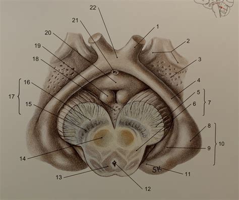 Mesencephalon, Querschnitt Diagram | Quizlet