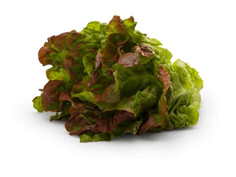 Red Leaf Lettuce