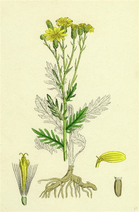 Senecio Erucifolius Hoary Ragwort Drawing by English School - Fine Art America