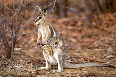 10 Australian Extinct Animals That Came Back from the Dead | Earth.Org