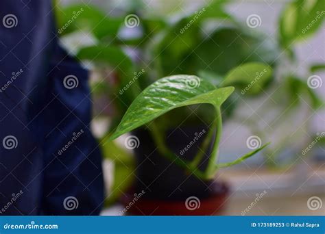 Small Money Plant Placed Inside the House in Delhi India Stock Image - Image of delhi, house ...