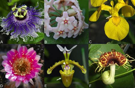 Representatives diversity of angiosperm floral diversity organs. (A)... | Download Scientific ...