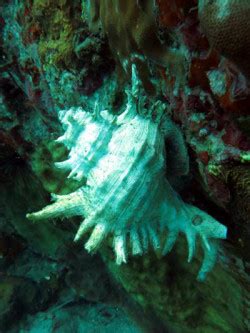 Murex Shell - Koh Chang Nature | Koh Chang Nature