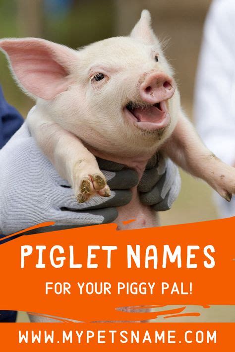 20+ Best Pig Names images in 2020 | pig, names, pet names