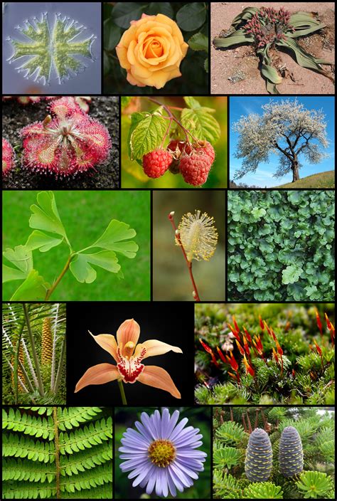 File:Diversity of plants image version 5.png - Wikipedia