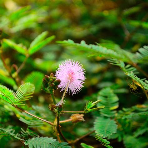 (Plant Profile) Mimosa pudica – The Sensitive Plant | HerbSpeak