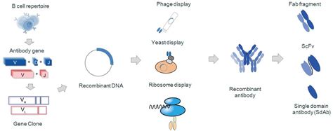 Definition and Production of Recombinant Antibody – Creative Biolabs Blog