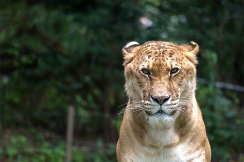 What is a Liger? - Wild Animal Safari