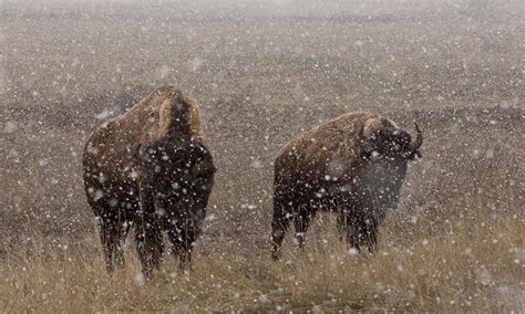 Surviving Winter : Bison Of Yellowstone National Park | SGB Media Online