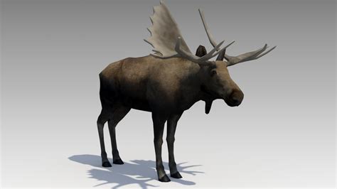 Moose Animated 3D Model $65 - .fbx .max - Free3D