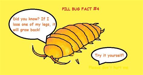 PILL BUG FACTS! your go to source for FACTS ABOUT PILL BUGS! | Pill bug ...