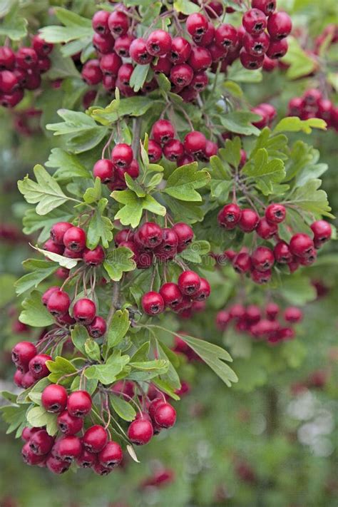 Bright Red Berries on a Hawthorn Hedge Stock Photo - Image of erubescent, berry: 130283588