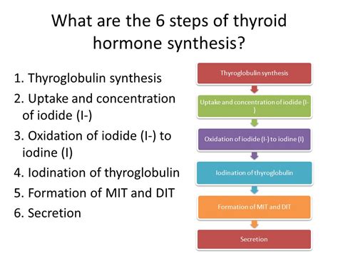 Thyroid Hormone Synthesis Pathway: Step-By-Step Flow Chart, 47% OFF