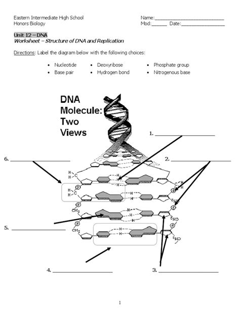 DNA | Worksheet | Education.com - Worksheets Library