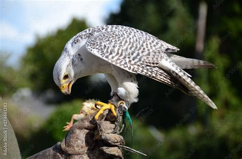 White falcon eating a chick at a bird of prey display Stock Photo ...