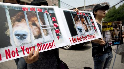 Yulin dog meat festival begins in China amid widespread criticism - BBC ...