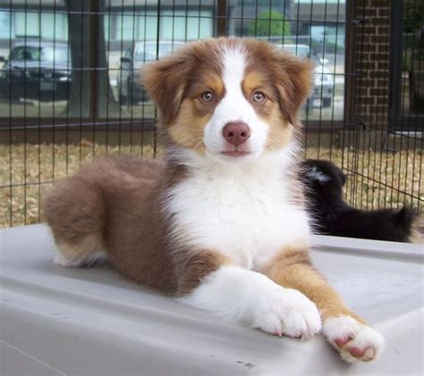 red tri australian shepherd pup I will have one!... Or two... Or three ...