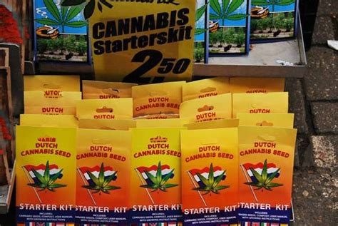 Growing Marijuana - Cannabis Starter Kit in Amsterdam, Netherlands ...