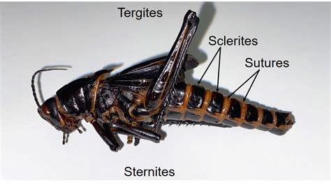 Insect Anatomy – The Basics – UNBC BIOL 322, Entomology