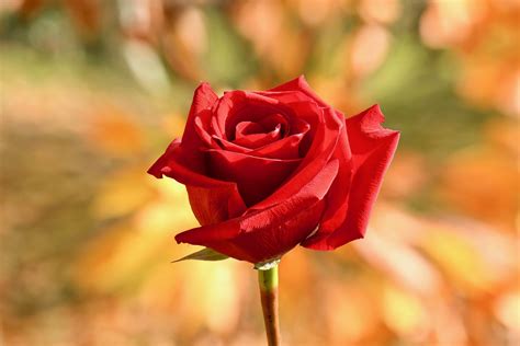 Download Red Rose Blur Flower Nature Rose 8k Ultra HD Wallpaper