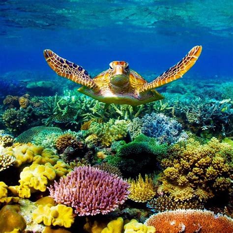 Enlightened Success on Instagram: “Great Barrier Reef, Coral reef in Queensland, Australia The ...