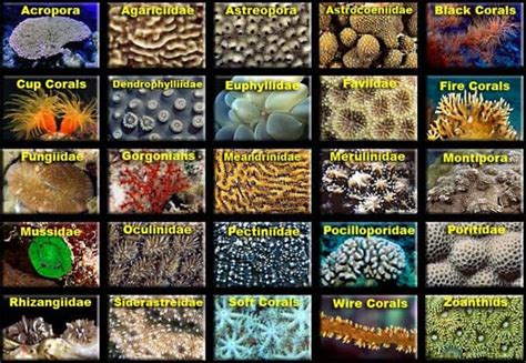 Underwater Sea Plants Images With Names