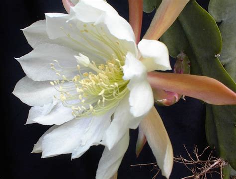 Annual Epiphyllum Flower Show | Golden Gate Park