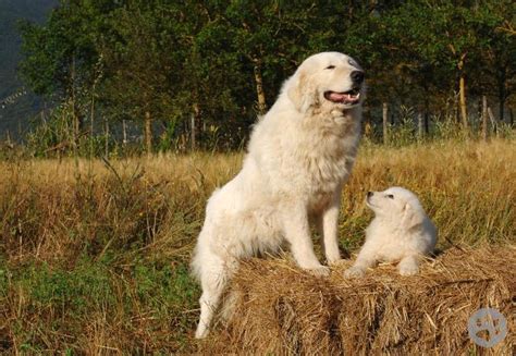 Maremma Sheepdog | Pedigree Pets