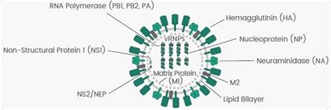 Influenza: Immunodetection and vaccine development