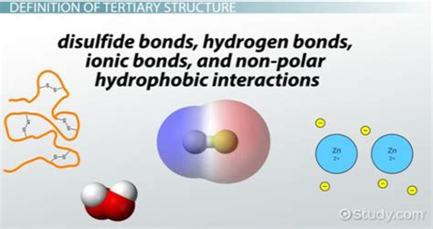 Tertiary Structure of Protein | Overview, Diagram & Function - Lesson ...