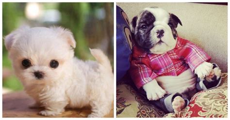 10 Cutest Puppies In The World - Photos All Recommendation