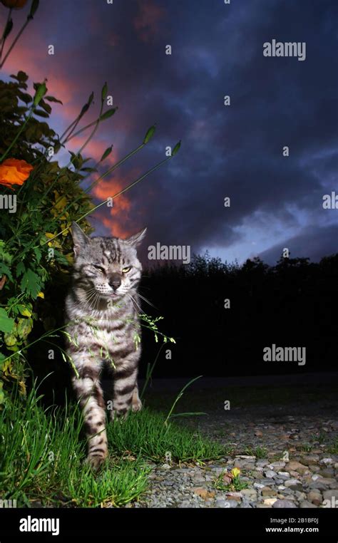 Bengal cat walking in road Stock Photo - Alamy