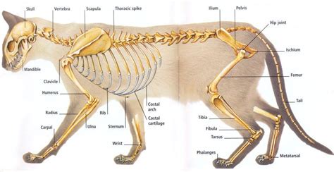 Skeletal System – Skeletons, Joints & Bones – part two | Katte, Dyr